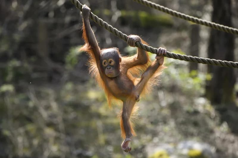Familiemedlemskap Kristiansand Dyrepark